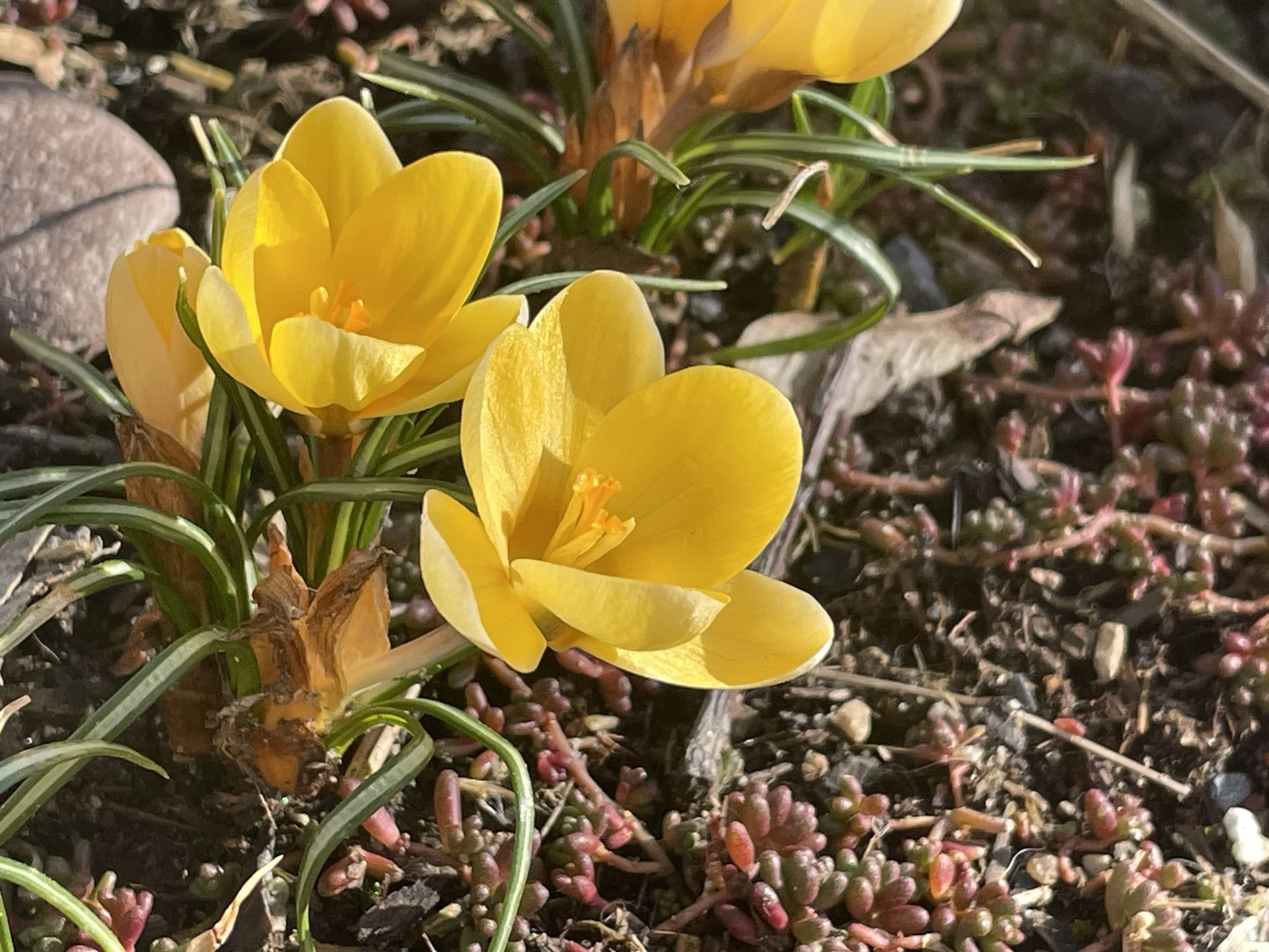 Crocus in Bloom