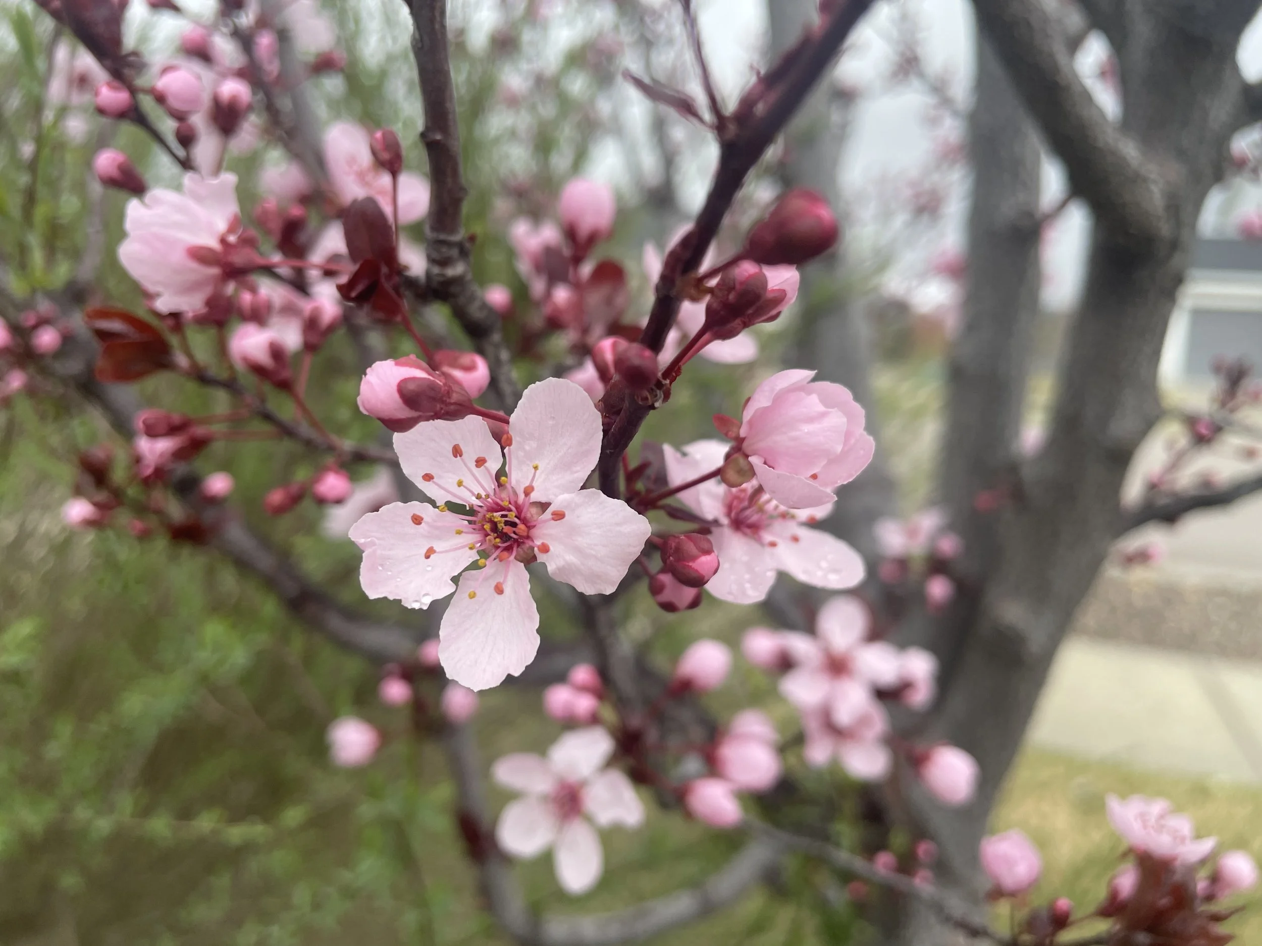 Ornamental Plum Blossoms 