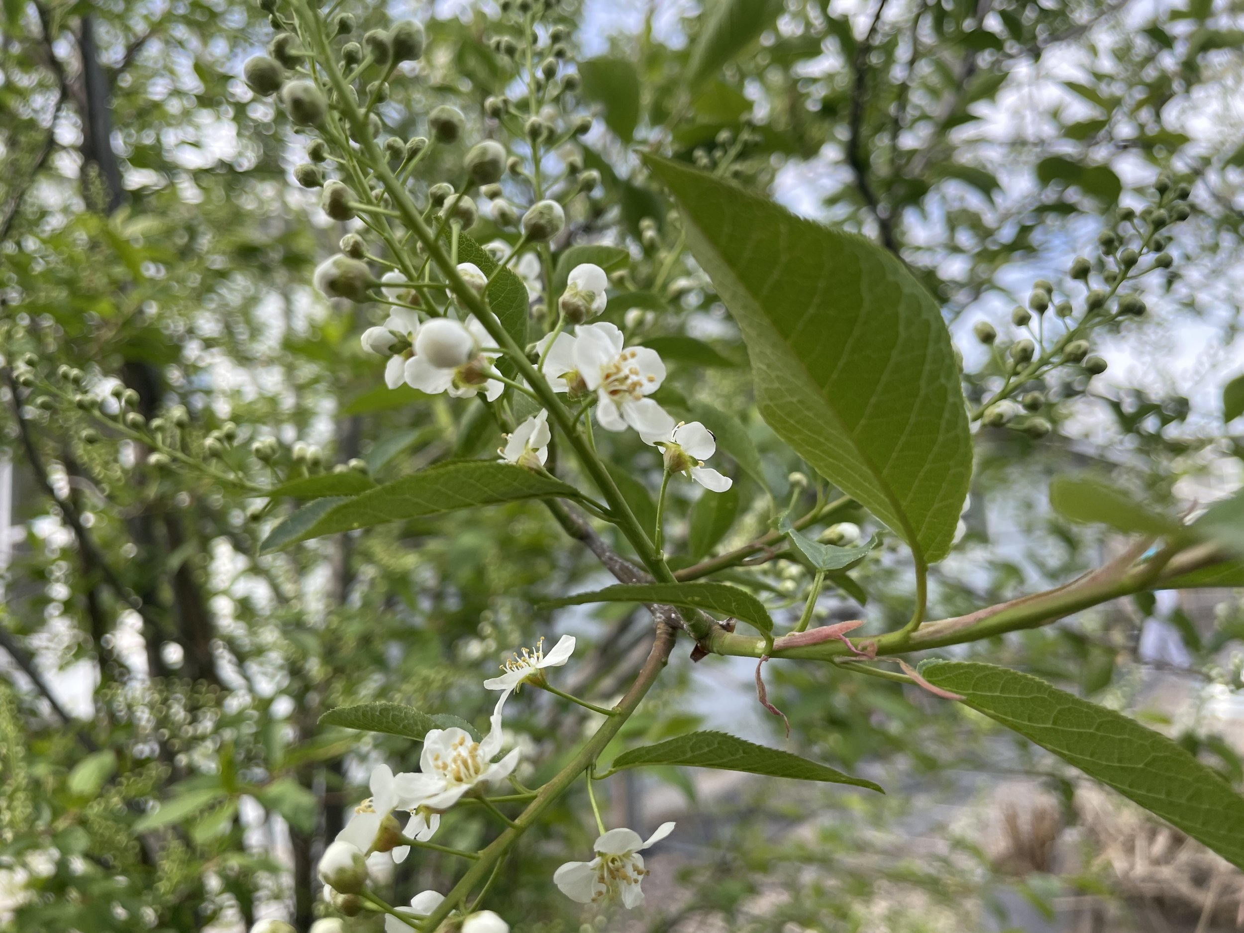 Canada Red Cherry Blossoms