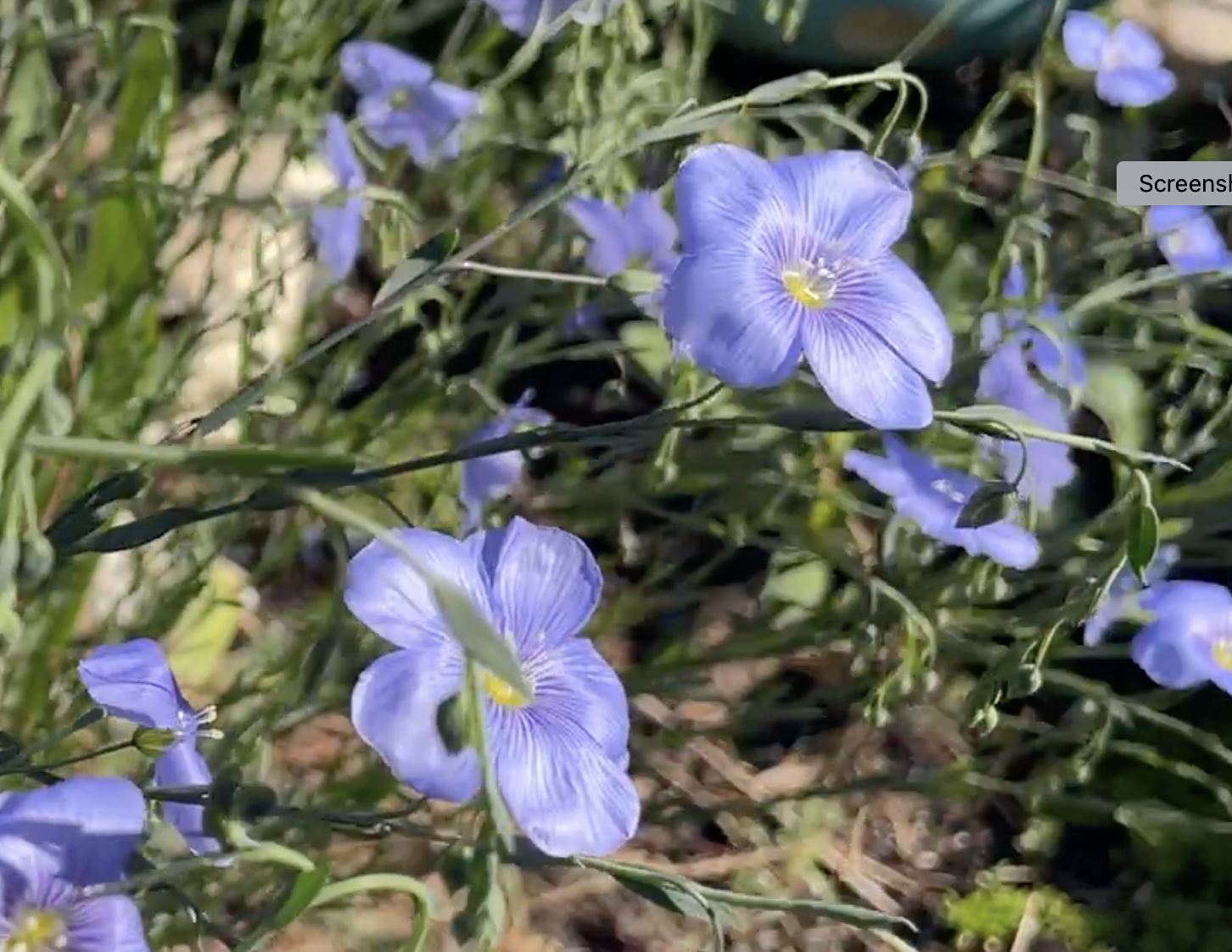 Blue Flax Blooms