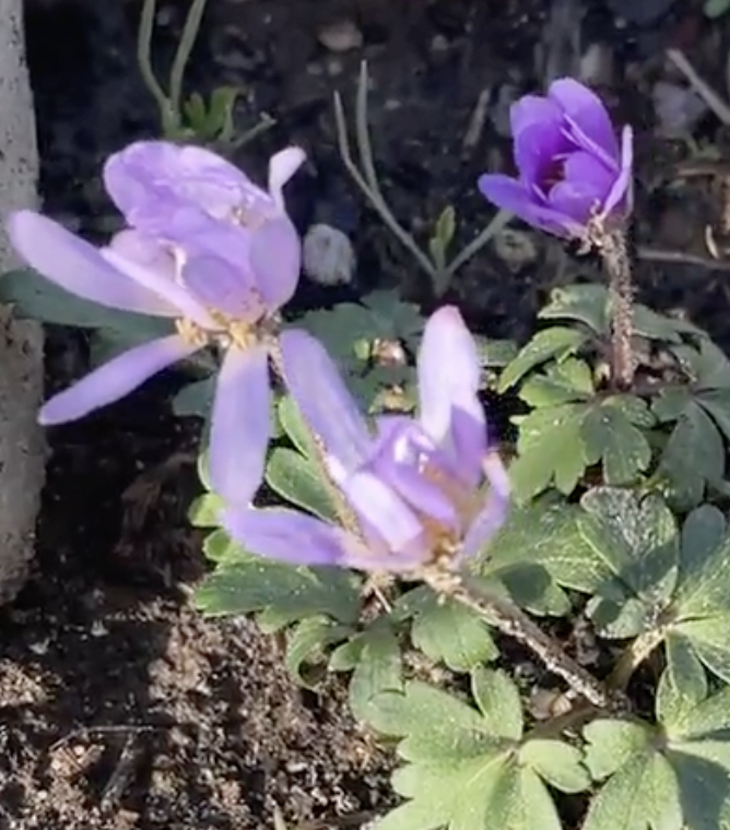 Greek Windflower Blooming