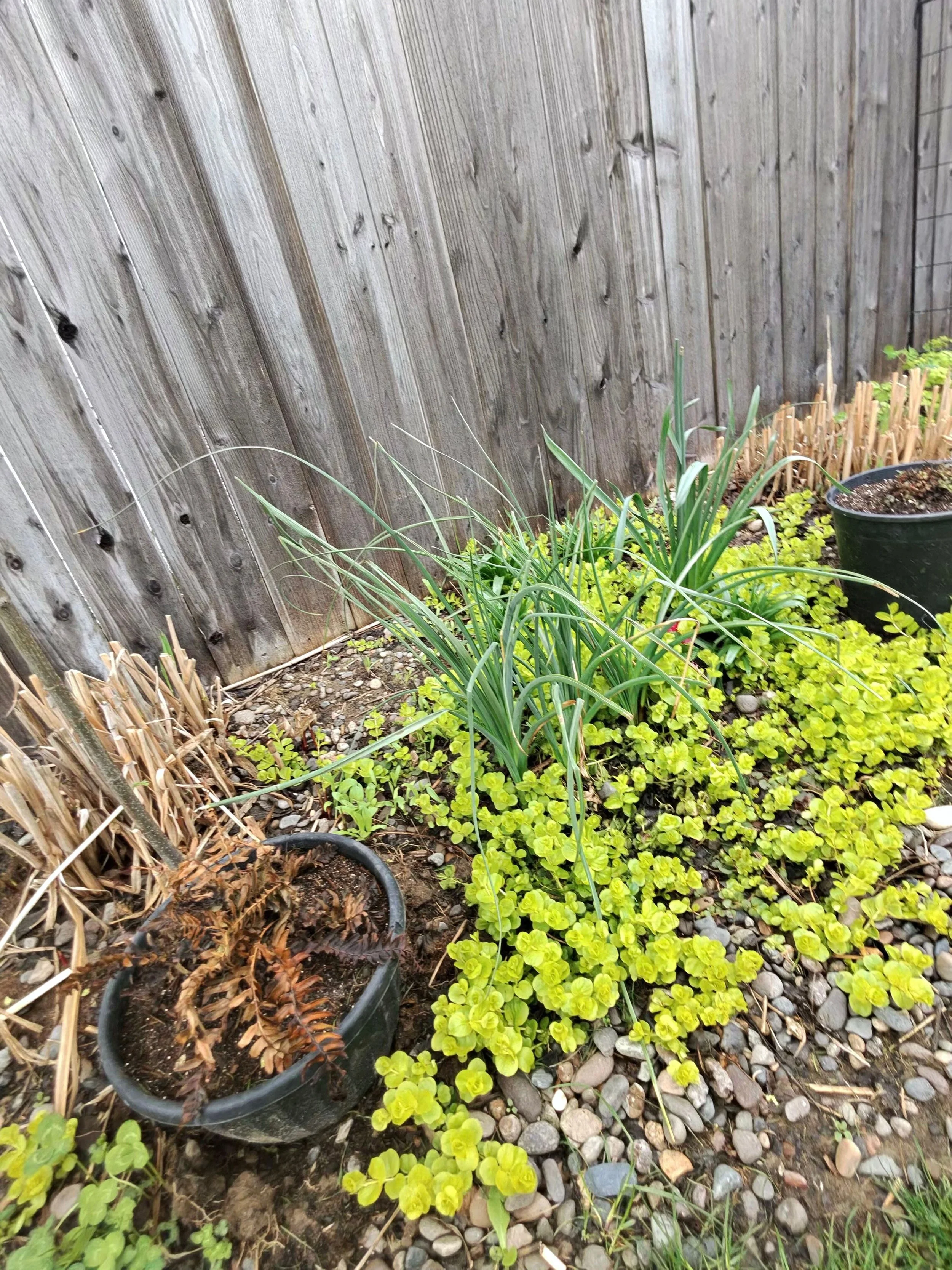 Creeping Jenny Spreads