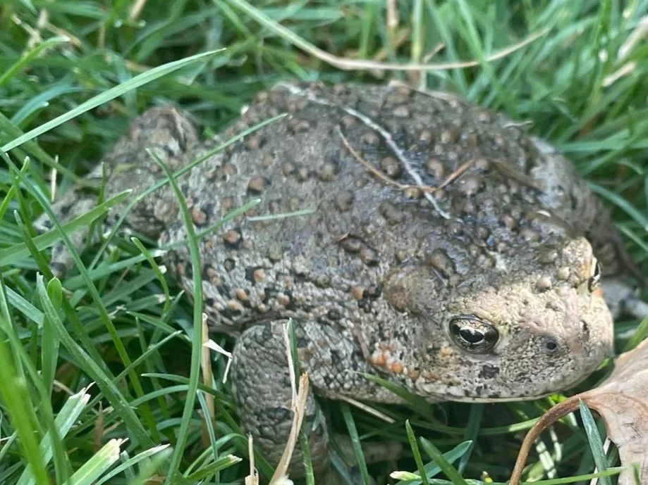 Toad in the Night Garden