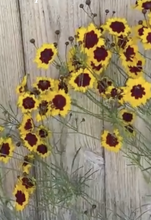 Tickseed in June