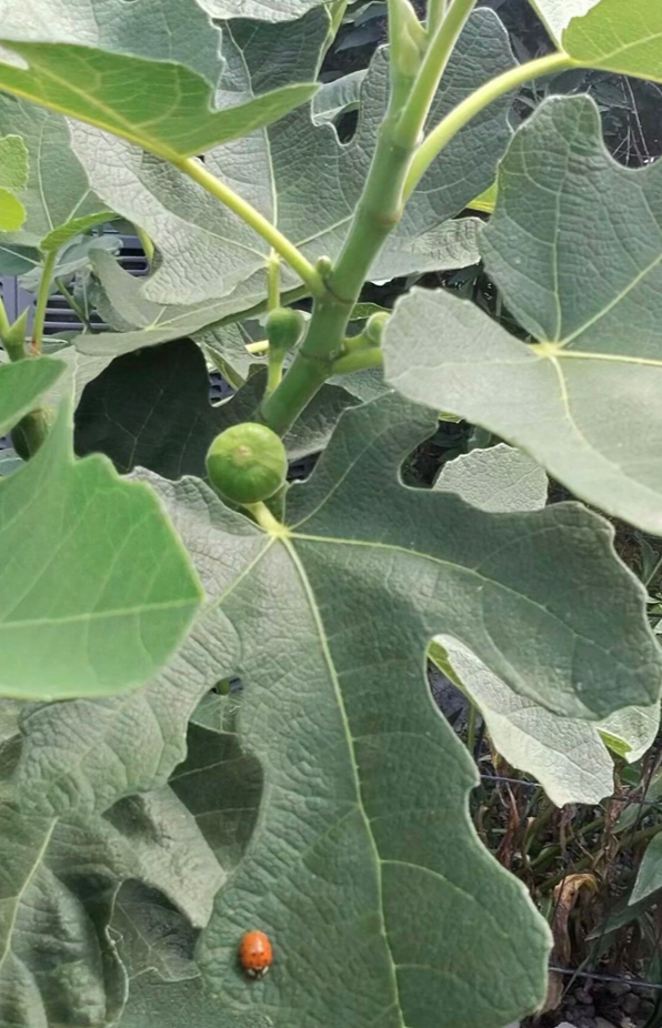 Figs Ripening