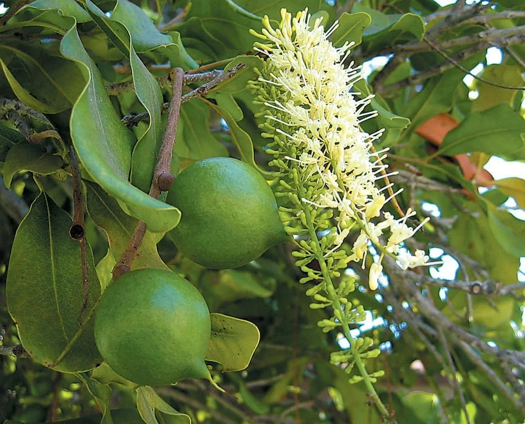 Macadamia Nut Tree