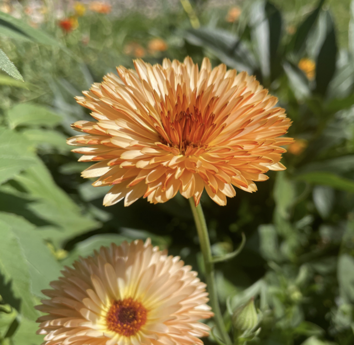 Pot Marigold Abloom