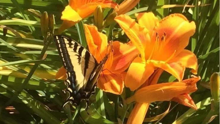 Attracting Butterflies to Gardens