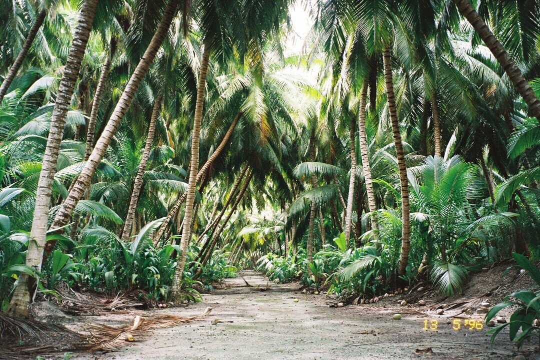 Palm Tree pathways 💗

🌴

🌴

🌴
 #palms #escape #islandtravel #cocoskeelingislands #thebreakerscocos #tropics #nature #plants #tropical #travel #coconut #palmtrees #palm #tropicalpalms