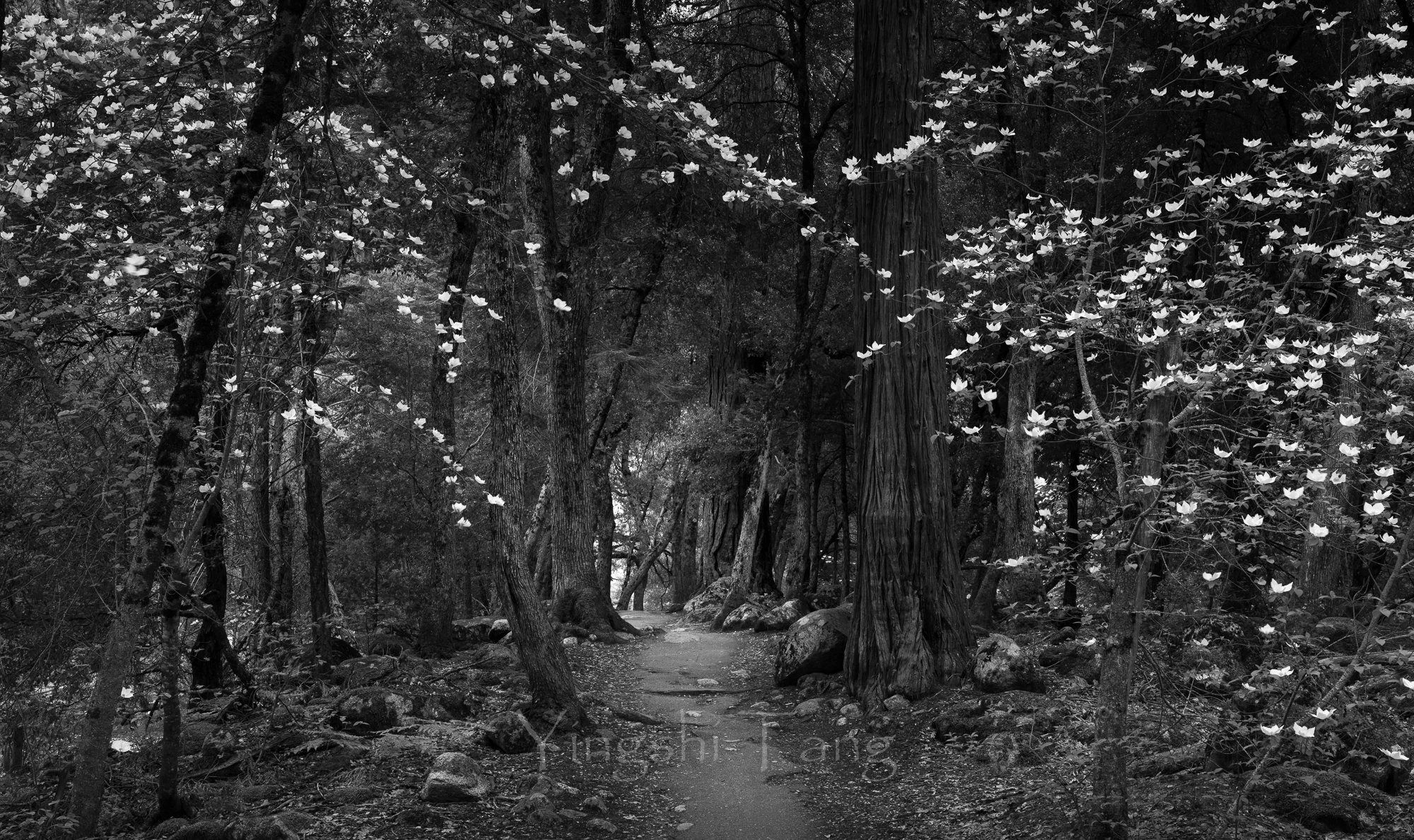 2024-05-09 Yosemite-256-Edit-2.jpg