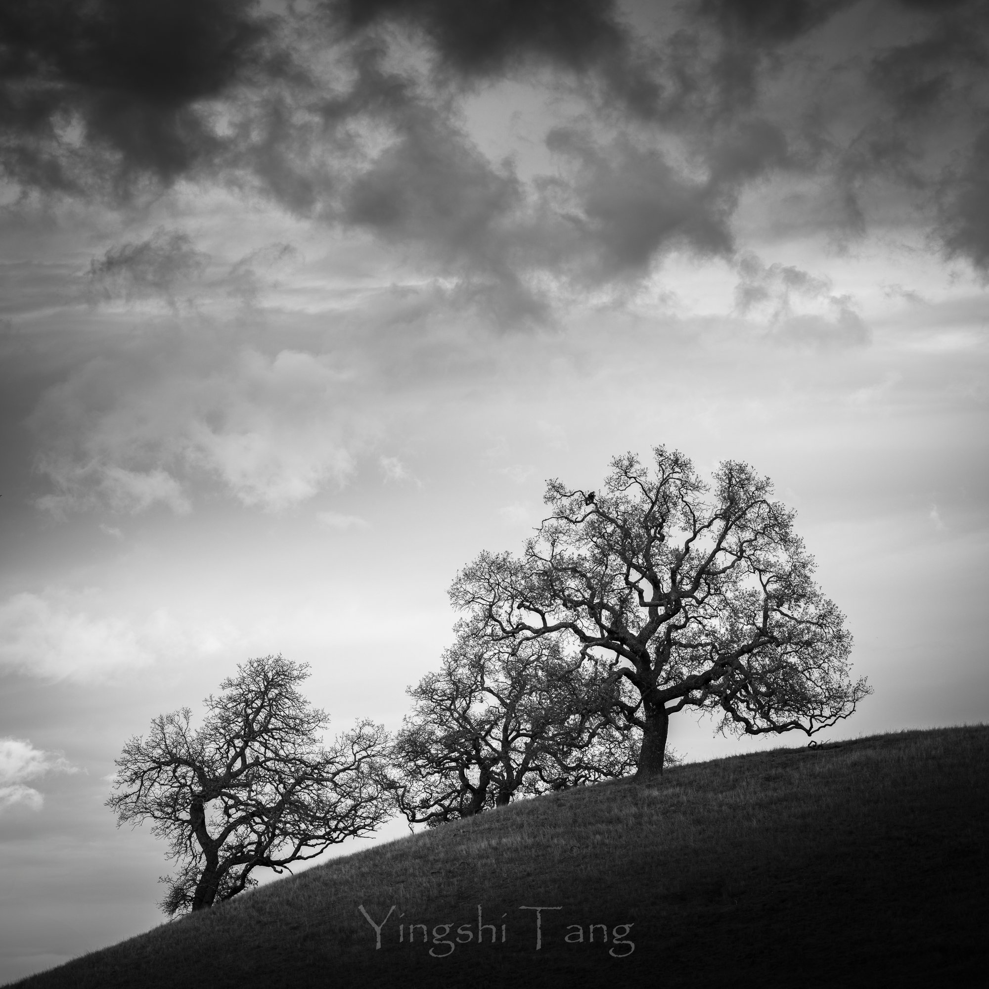 Oak Tree Group #1