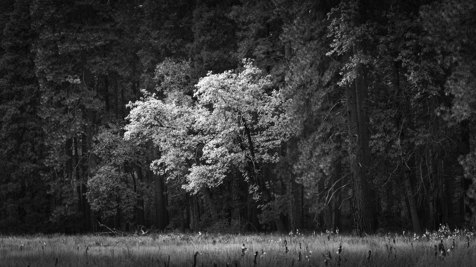 Yosemite Woodland #1