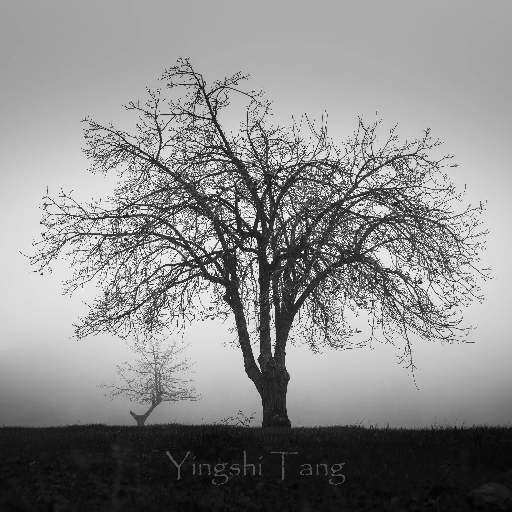 2025-01-18 Tassajara in fog-95-2.jpg