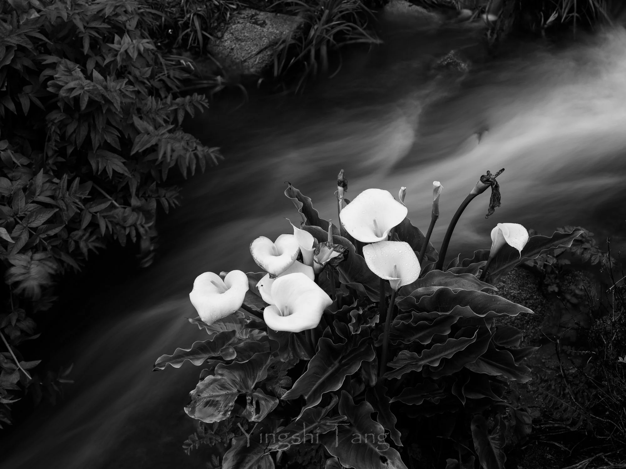 2024-03-30 Calla Lilly Valley-112-2.jpg