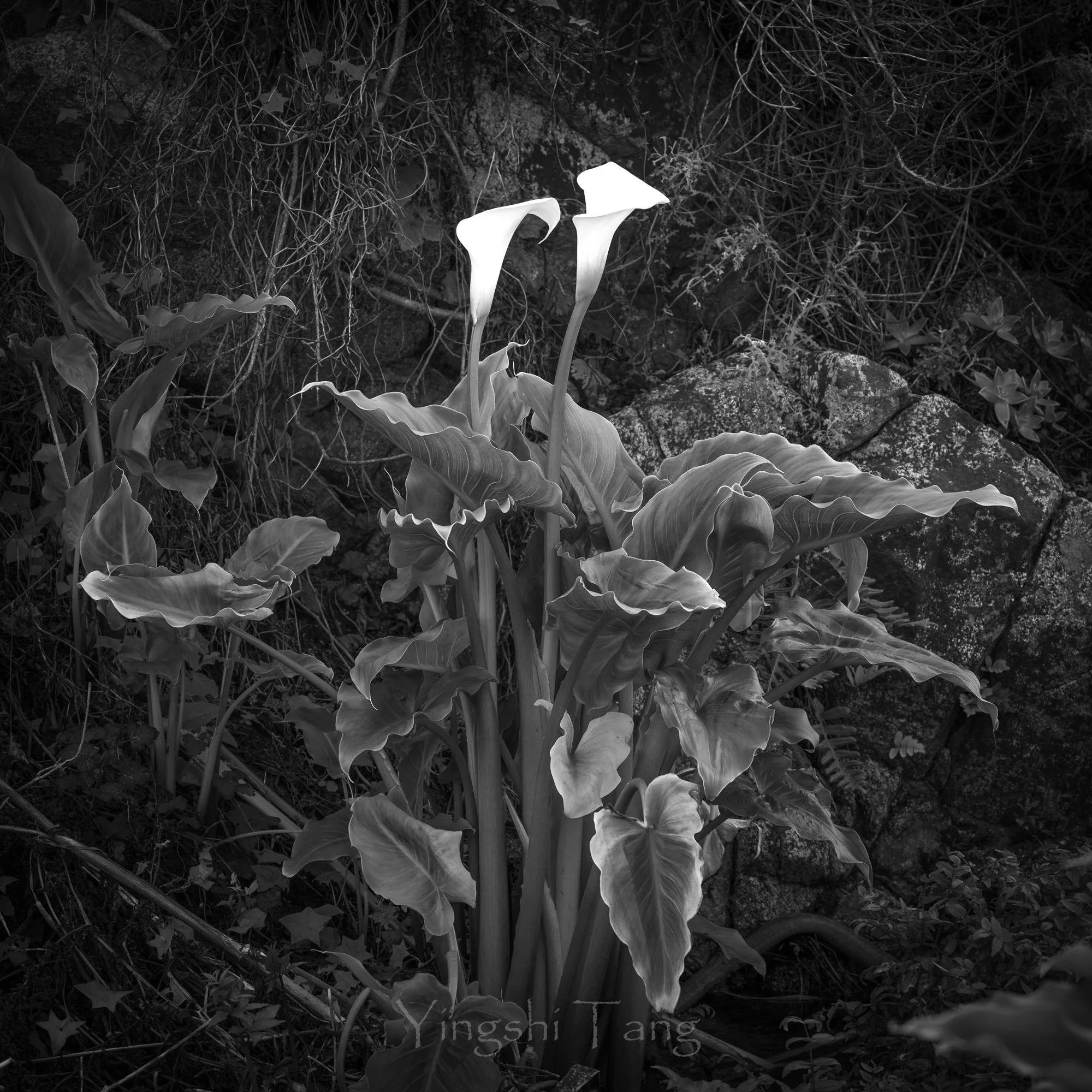 2025-01-01 Calla Lily Valley-11-Edit_0.2_24x24-2.jpg