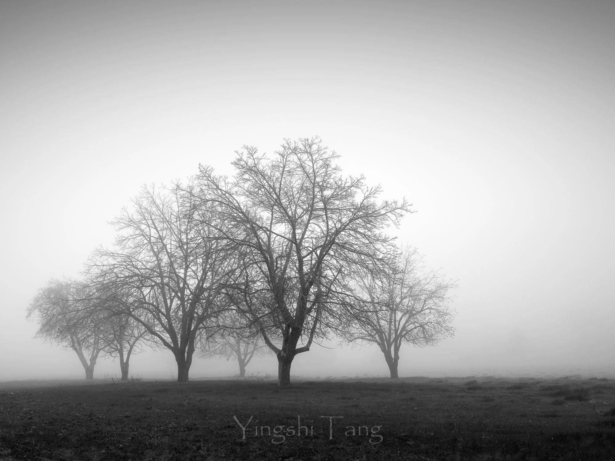 2025-01-18 Tassajara in fog-60-2.jpg