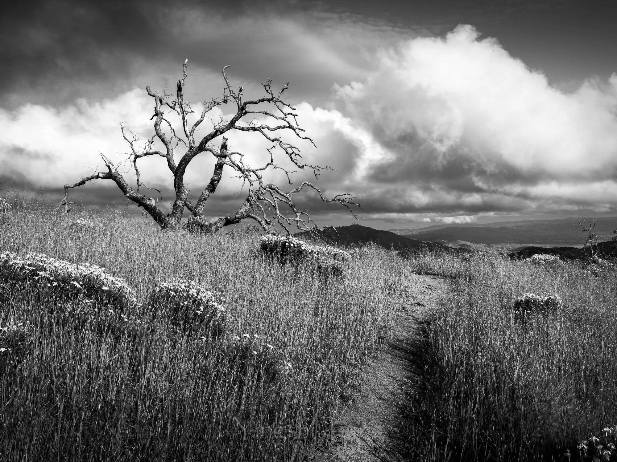 2023-05-06 Diablo Super Oak Trees-42-2.jpg