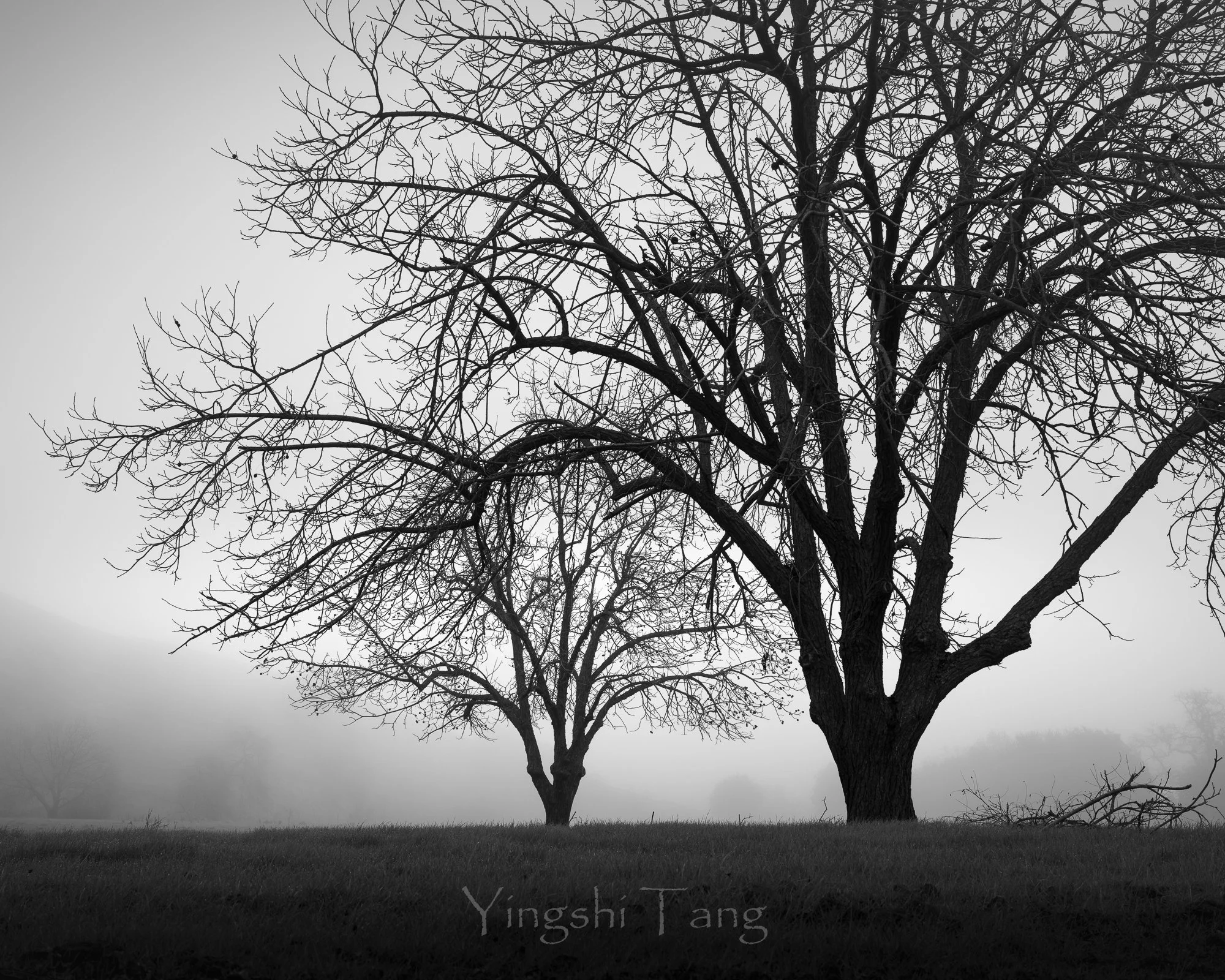 2025-01-18 Tassajara in fog-85-2.jpg