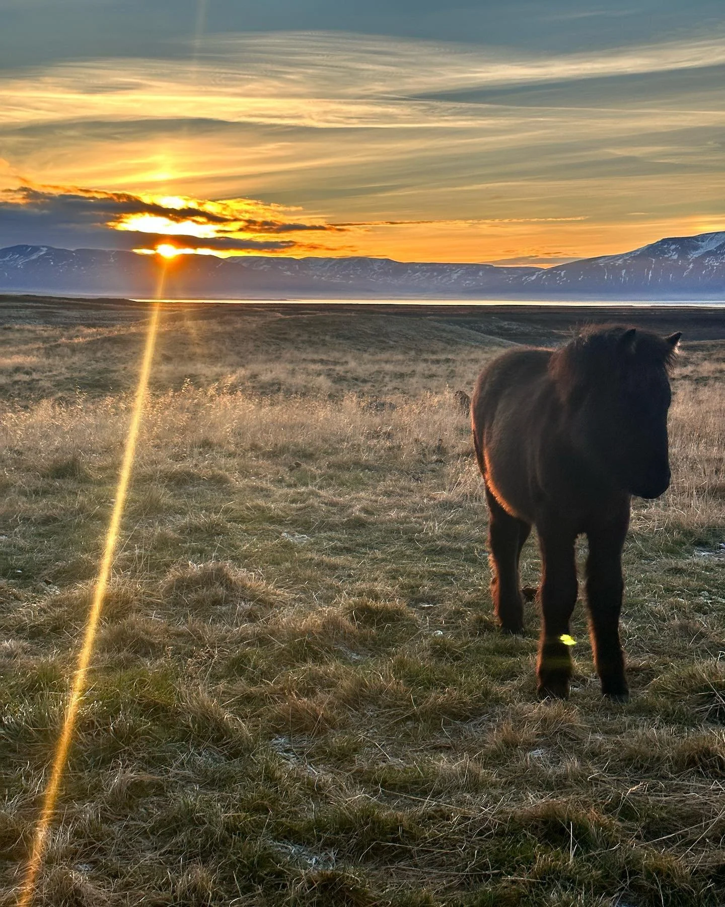 The beauty of the Icelandic horse