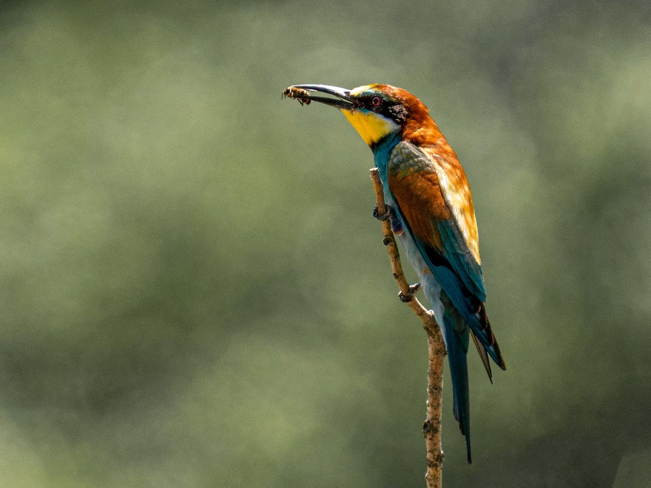 DSC00697-Edit (1).jpeg