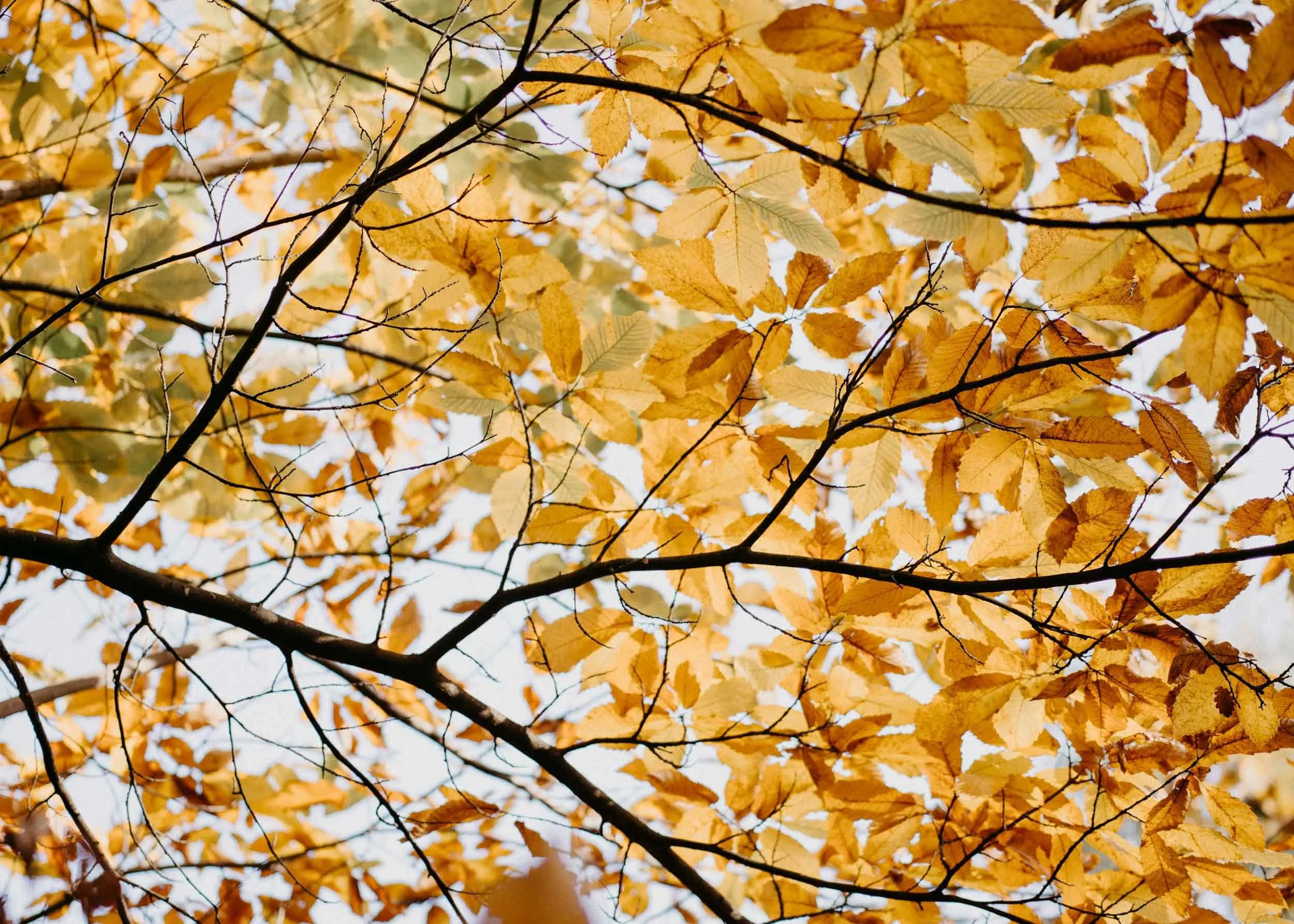 The underneath of a canopy of light brown leaves, branches and twigs belonging to a tree with the light blue sky behind