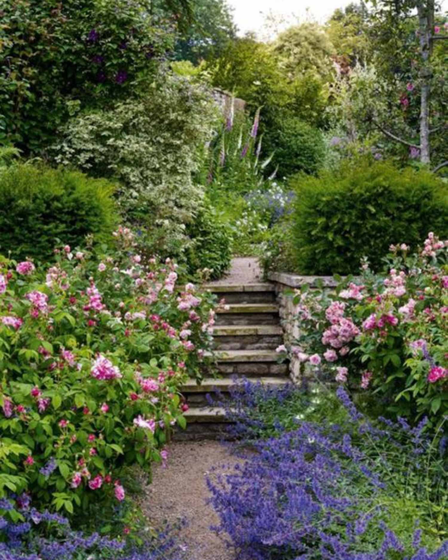 Roses and Nepeta in full bloom sit either side of a gravel path with steps up to a green garden beyond