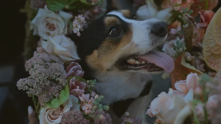 For me the star of the wedding day will ALWAYS be your dog. Someday I&rsquo;ll make a post dedicated to all the good girls and boys I&rsquo;ve met, but for now can we just admire the perfect, gorgeous Phoenix!