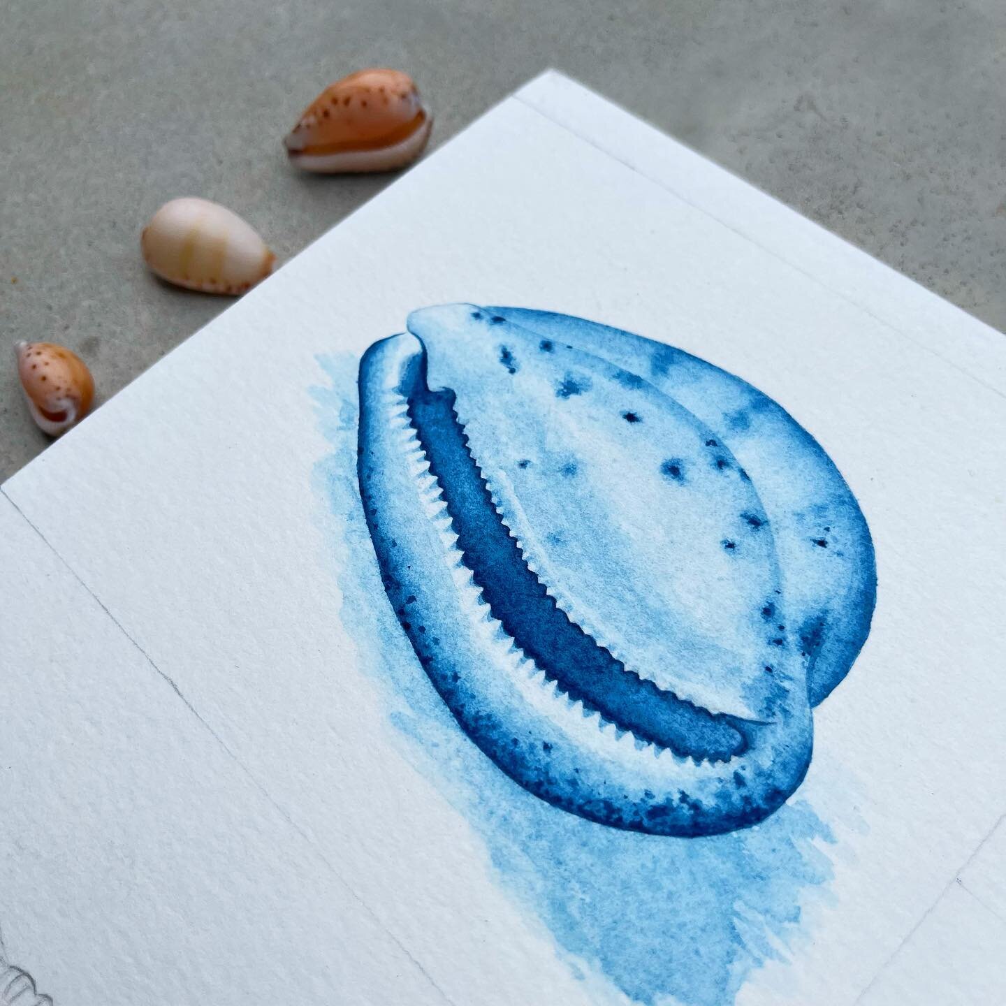 &bull;COWRY&bull;
.
.
.
Had a splendid time painting this piece. 2 more shells to come! What do you think?!

Don&rsquo;t forget to swim in the ocean this week 🌊🐚

#rachelcbondart #cowry #shell #watercolour #esperance #wa #westernaustralia #art