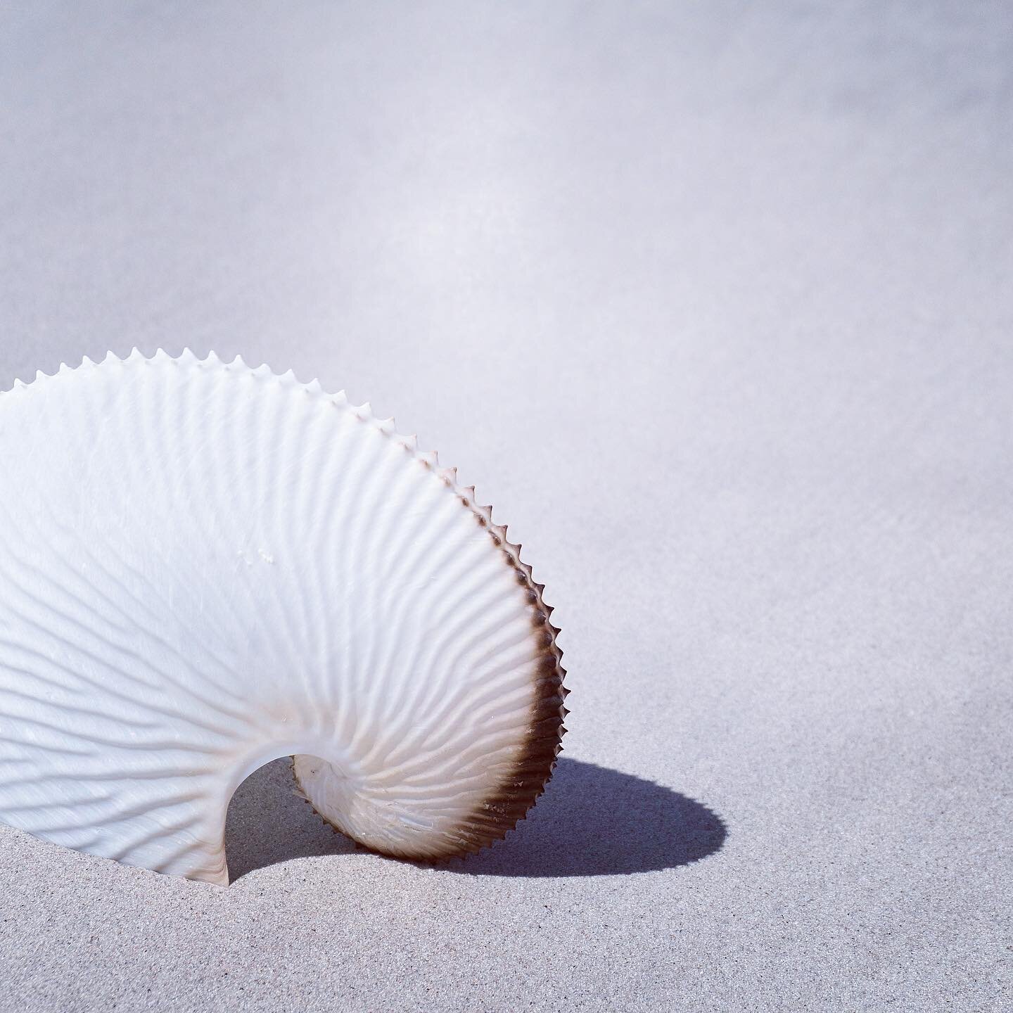 The PAPER NAUTILUS (argonaut)

I am mesmerised by these beauties and fascinated about their life cycle. 

Did you know that an argonaut is a species of octopus? Females are 8 times larger than the males and can weigh up to 600 times more than males. 