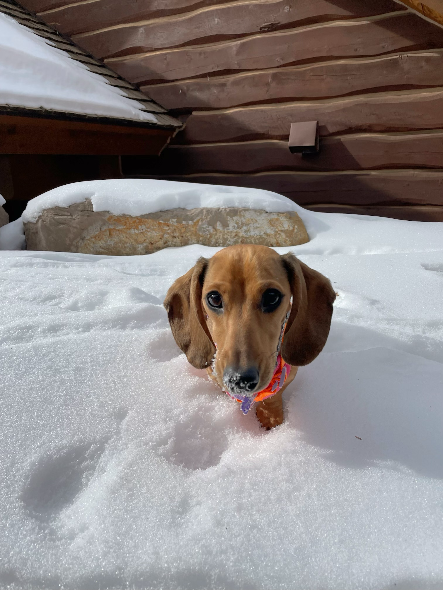 Daphne