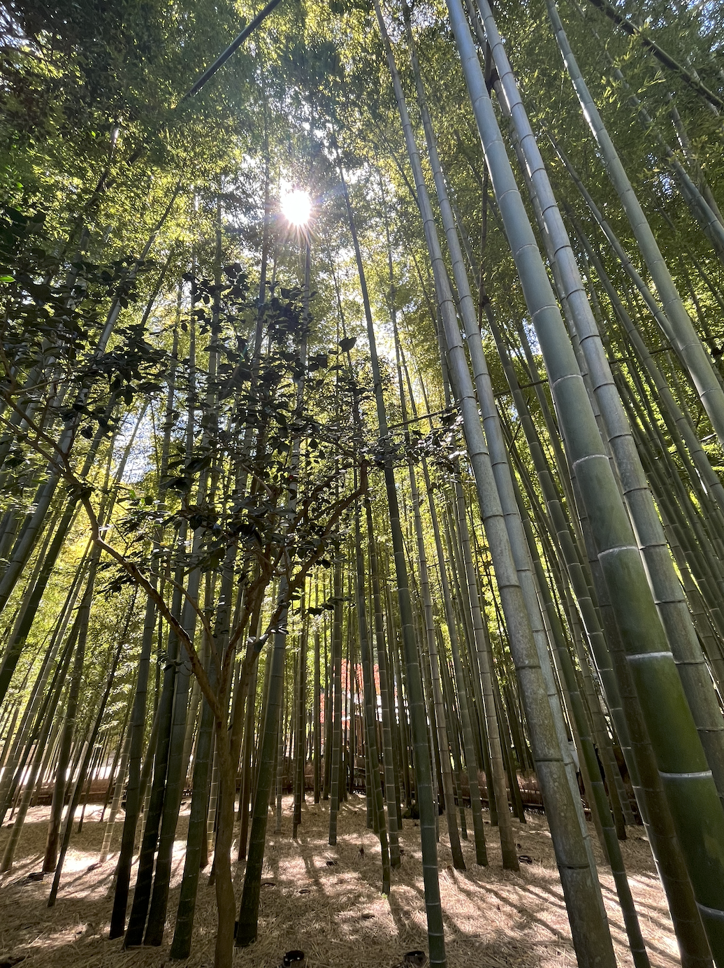 matcha tea house in kamakura bamboo forest.png