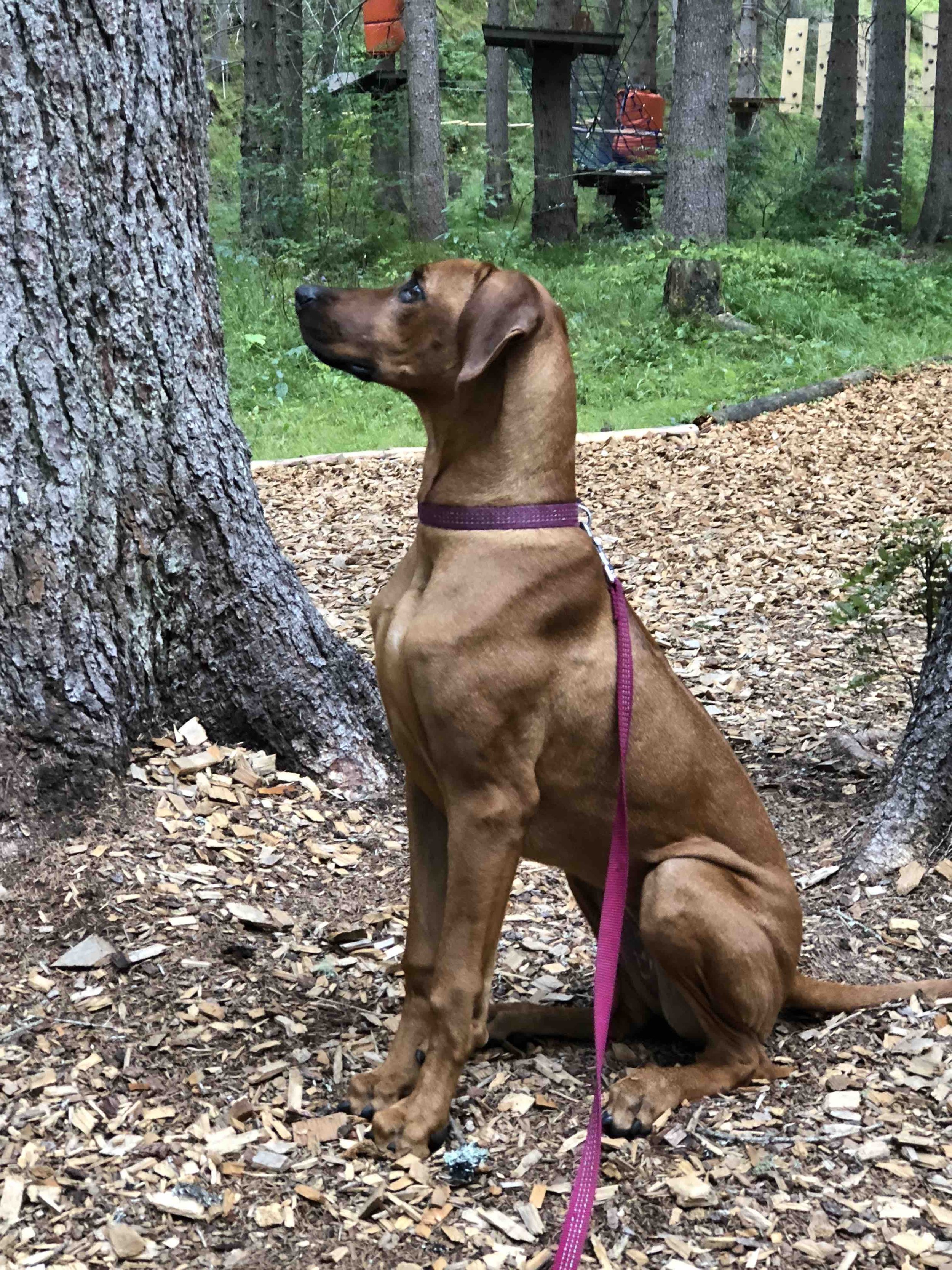 Benya watching us zip lining in the tree canopy