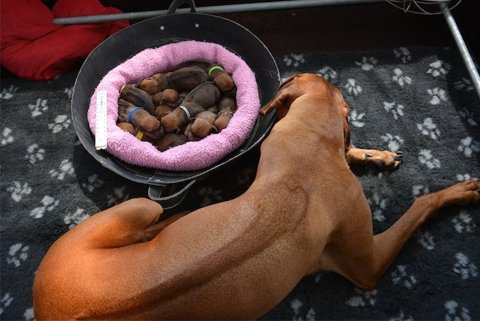 Benya guarding her puppies
