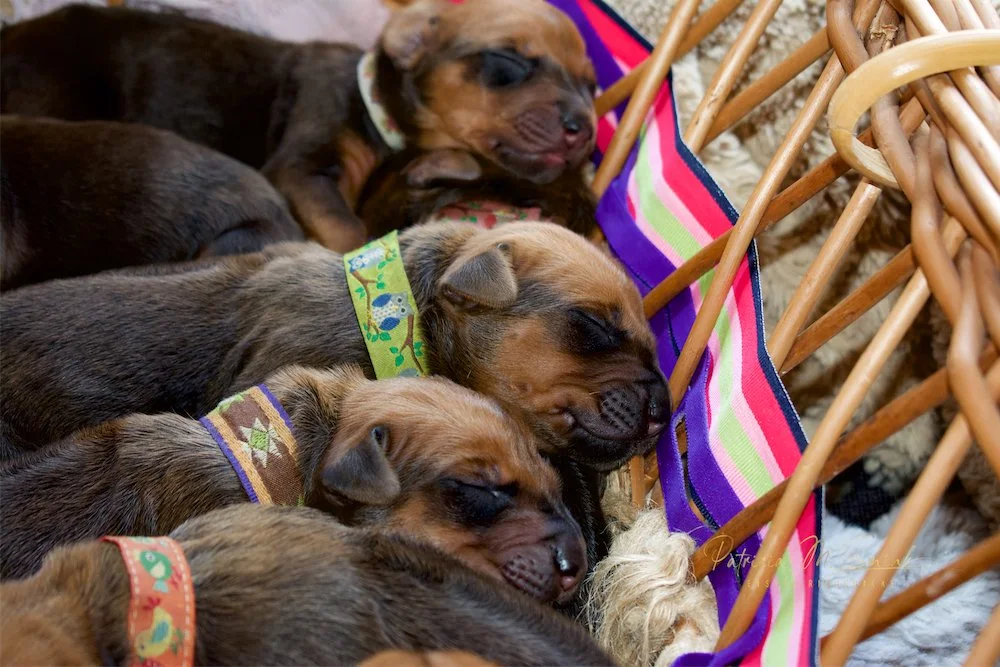 Sleeping together in the bassinet