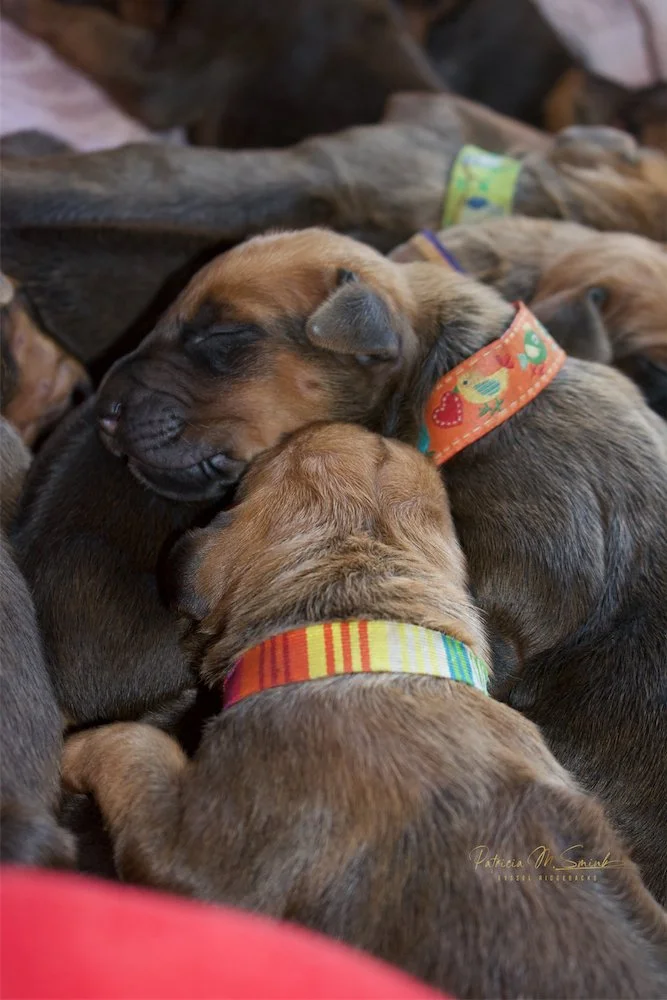 Pekoe Orange and LuLu Stripe