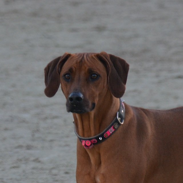 Benya head shot