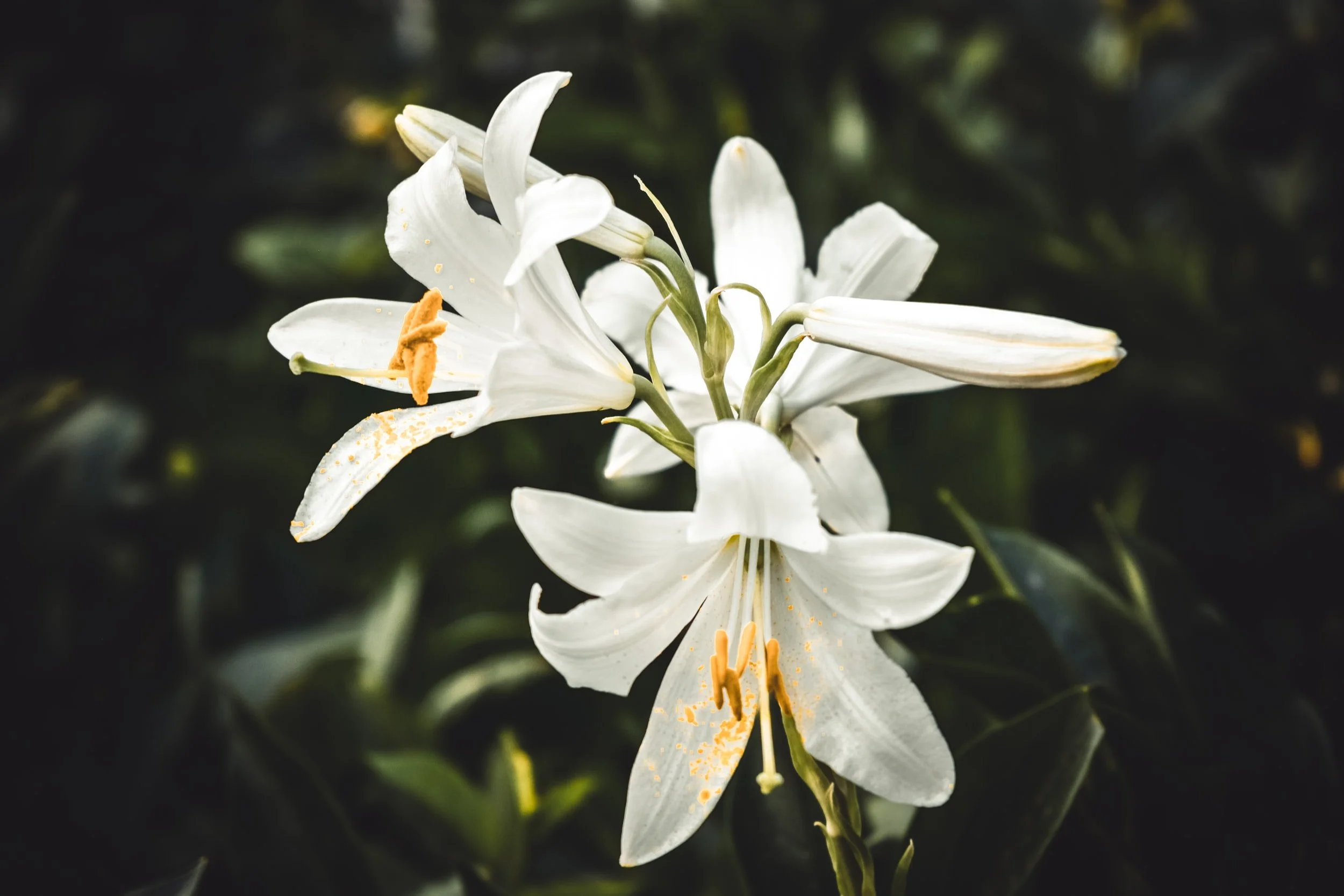 unsplash-image-_iVuWPrfCZI.jpg