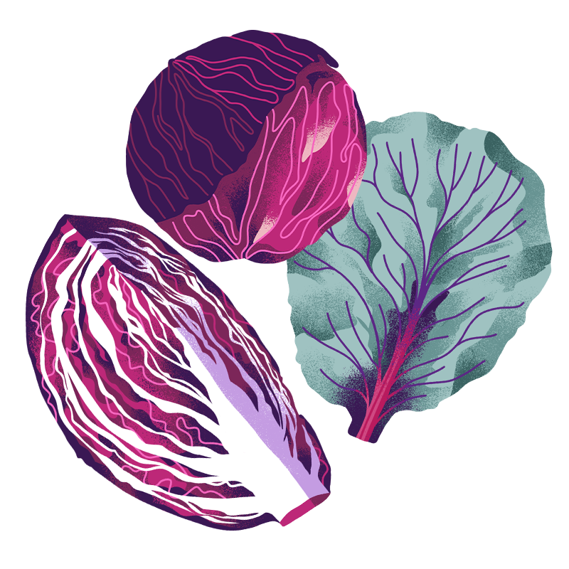 Schöni Foods Packaging Illustration Sandra Neuditschko Website_Rotkraut.png