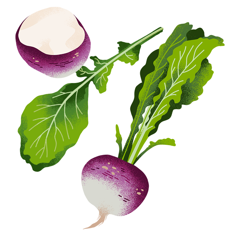 Schöni Foods Packaging Illustration Sandra Neuditschko Website_Herbstrübe.png