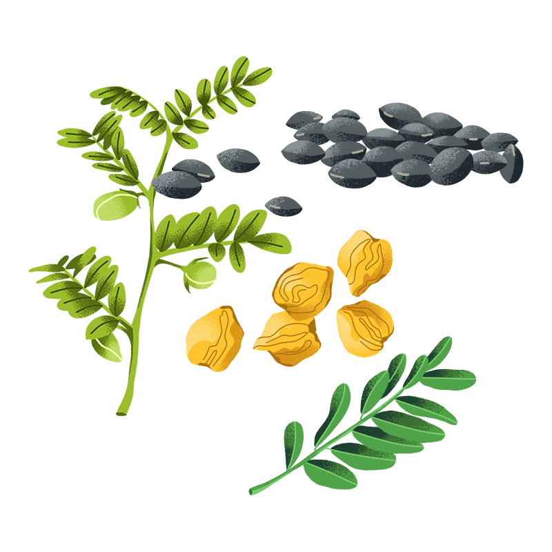 Schöni Foods Packaging Illustration Sandra Neuditschko Website_Kichererbsen.png