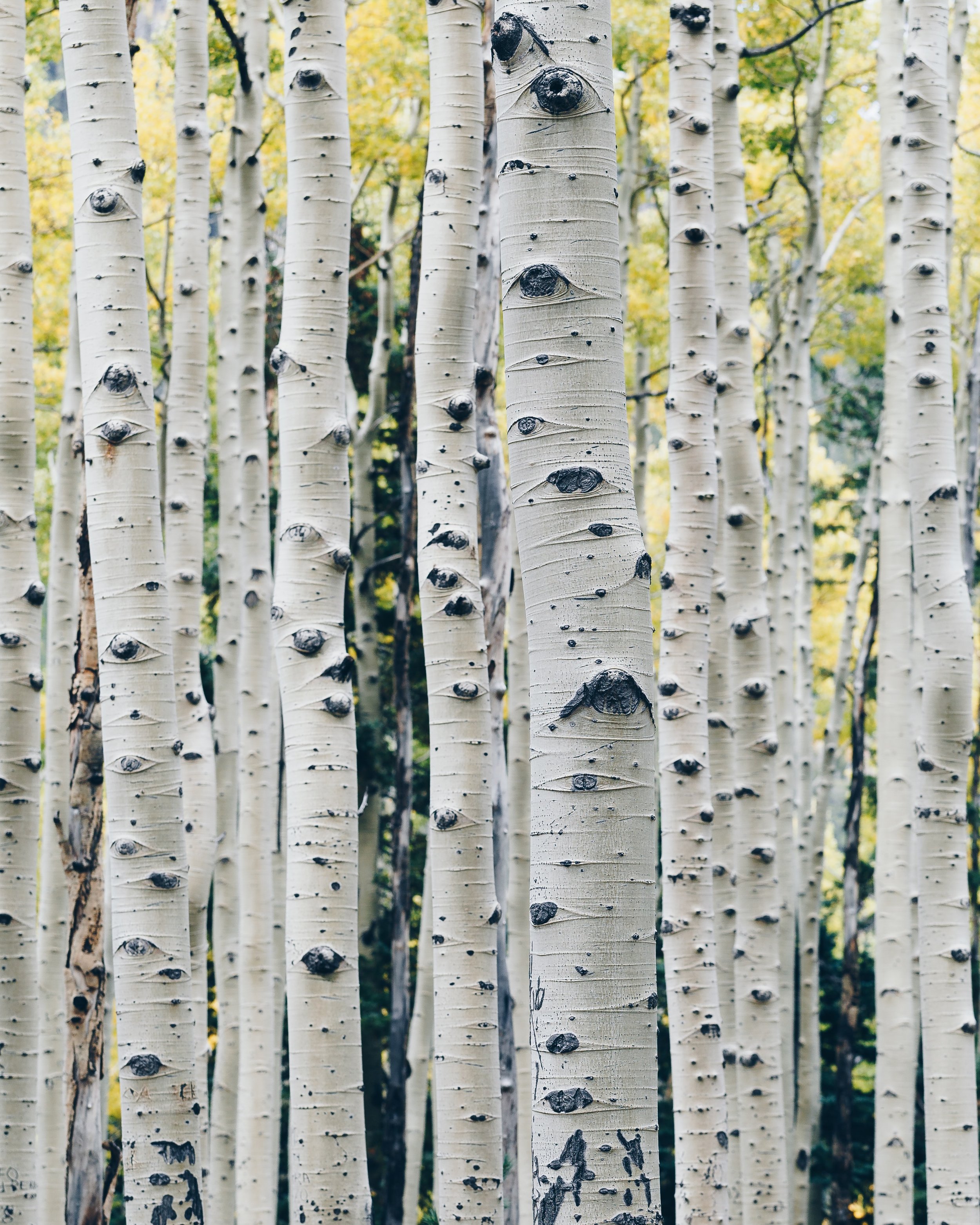 peng-chen-qd-dvtbS45Q-unsplash.jpg