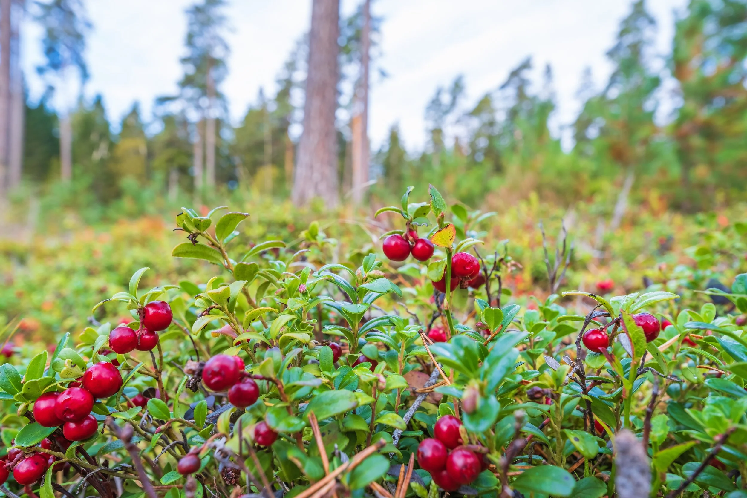 iStock-1412436700.jpg