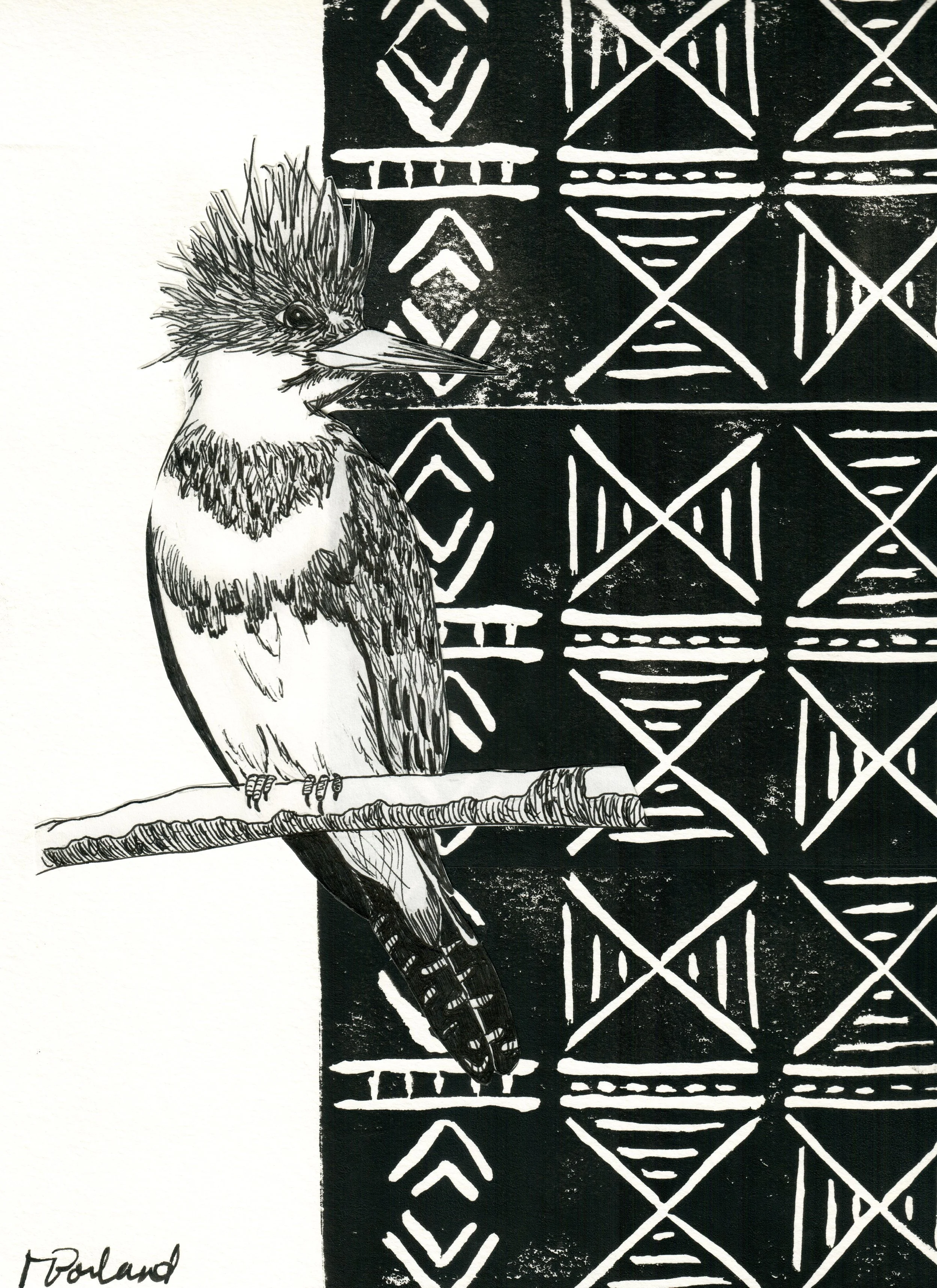 Belted Kingfisher With Mudcloth