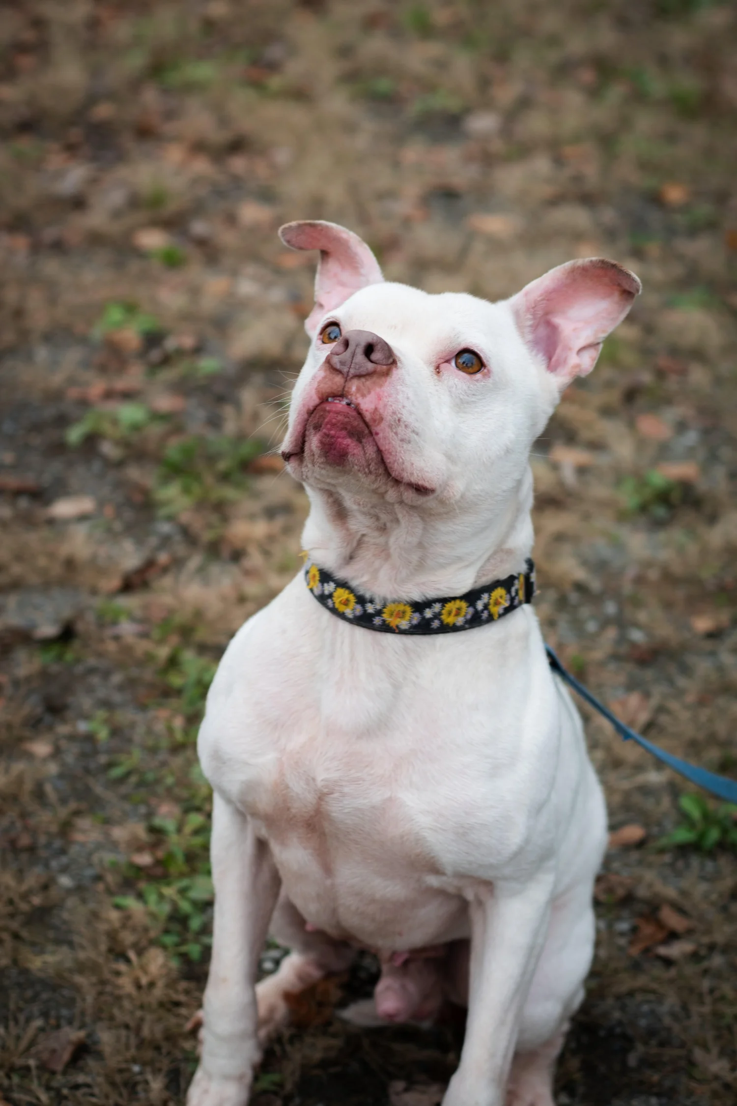 Adopt — Houlton Humane Society