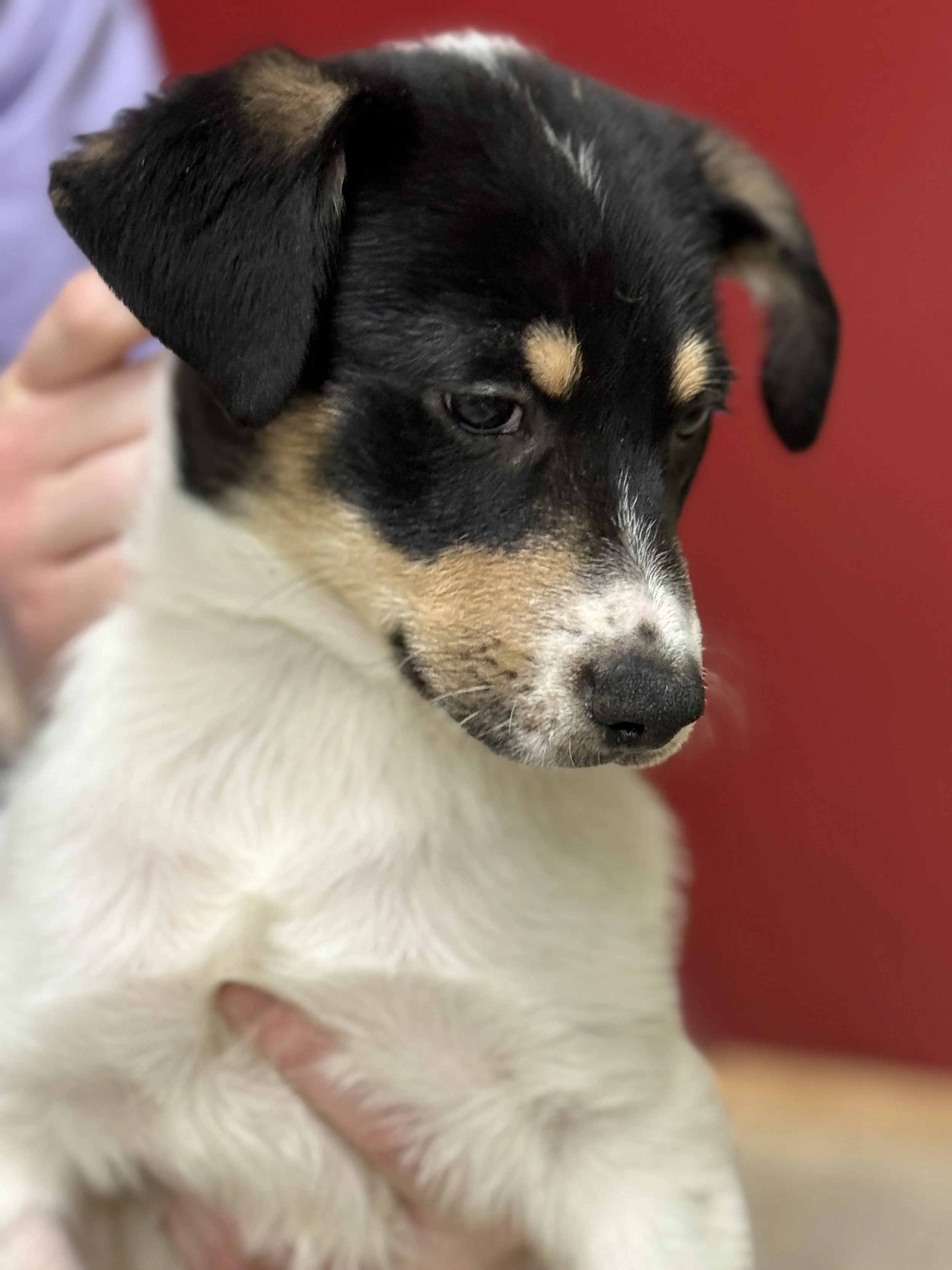 Adopt — Houlton Humane Society