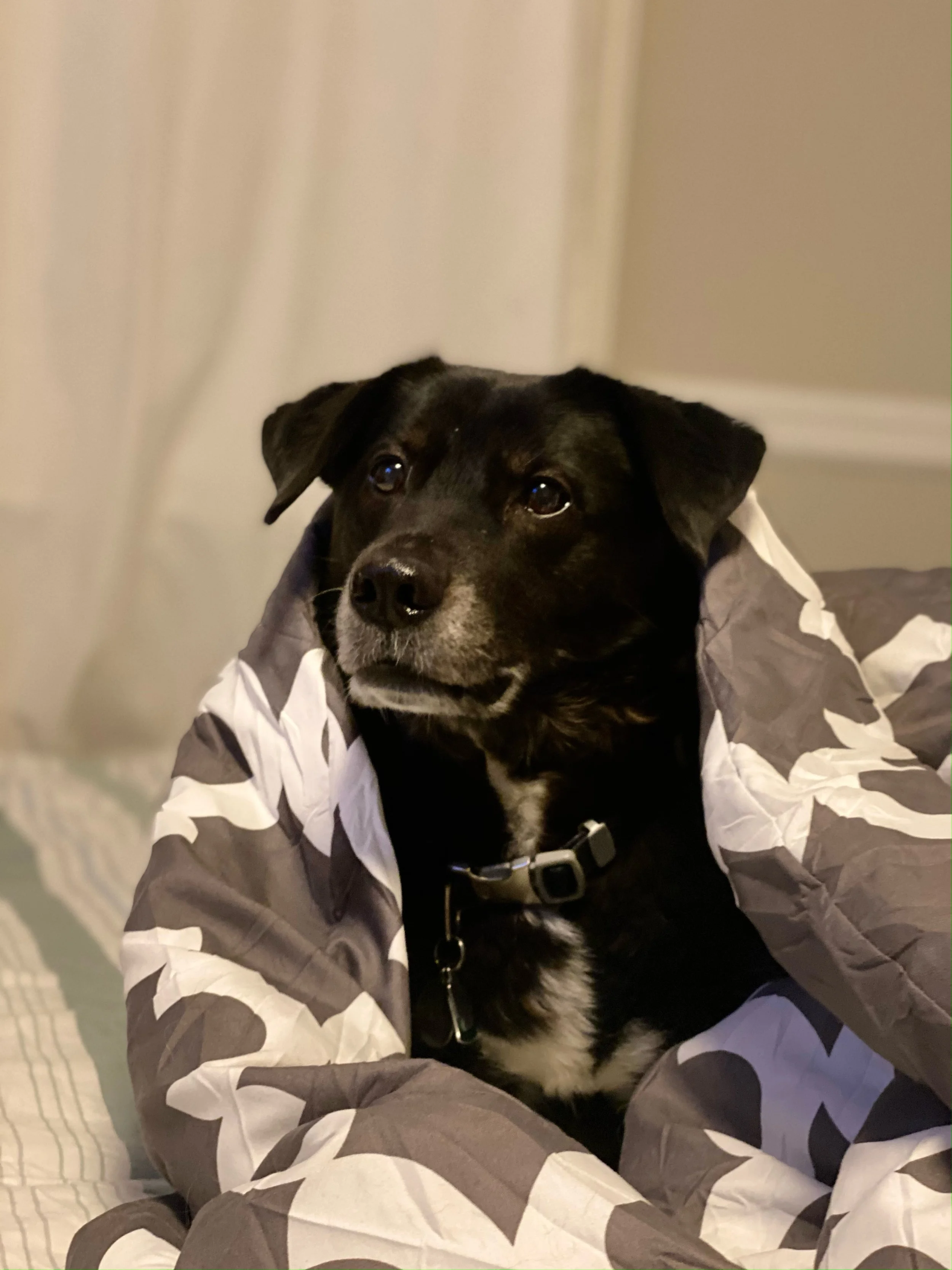 Who We Are — Houlton Humane Society