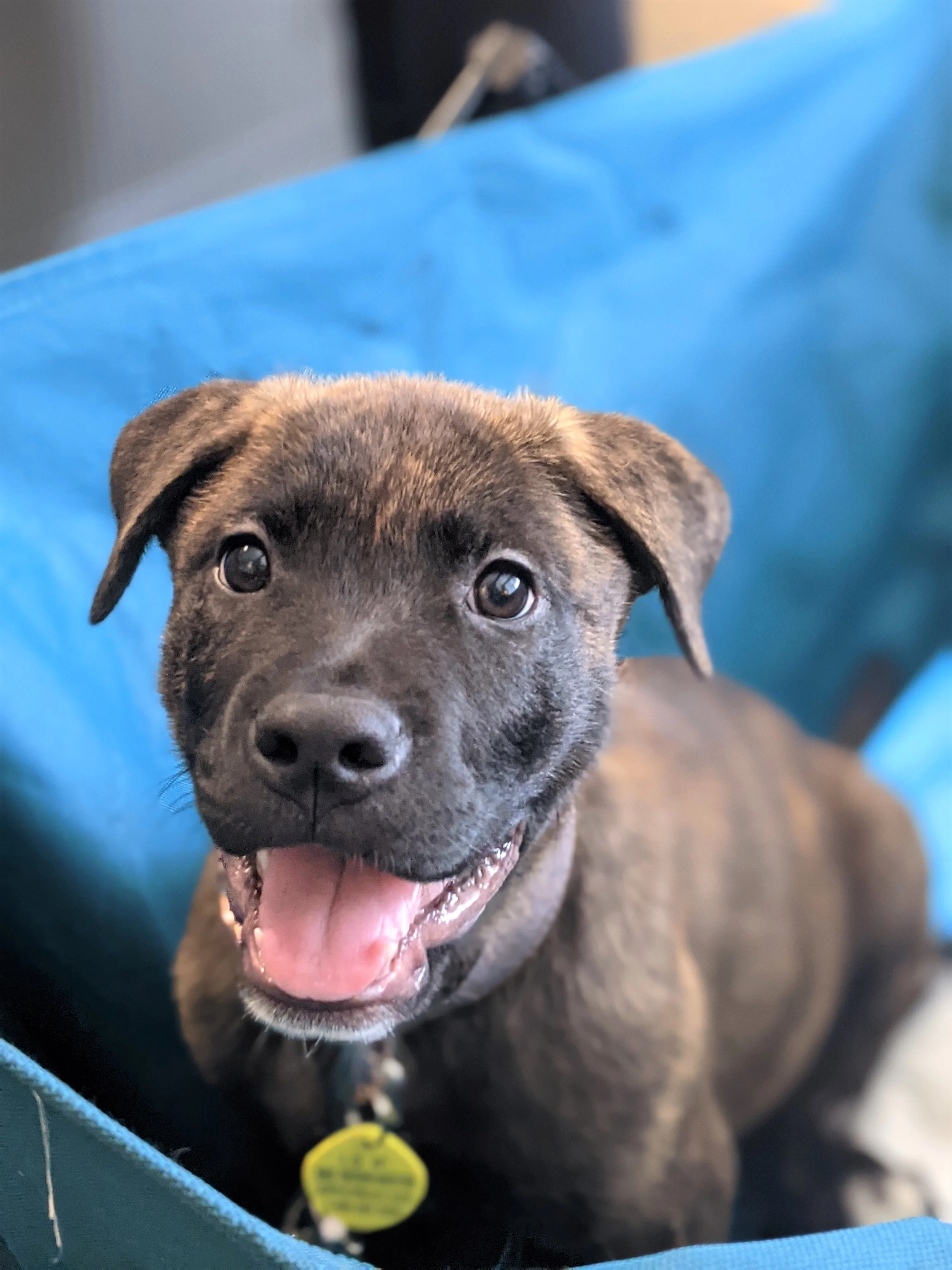 Featured Pets — Eastlake Veterinary Hospital