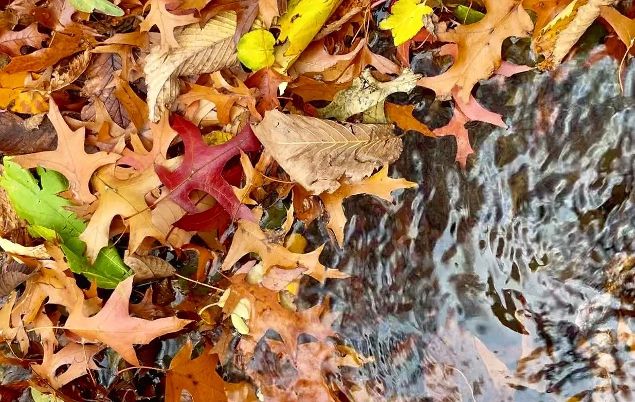 Scorpio Moon Reiki Release