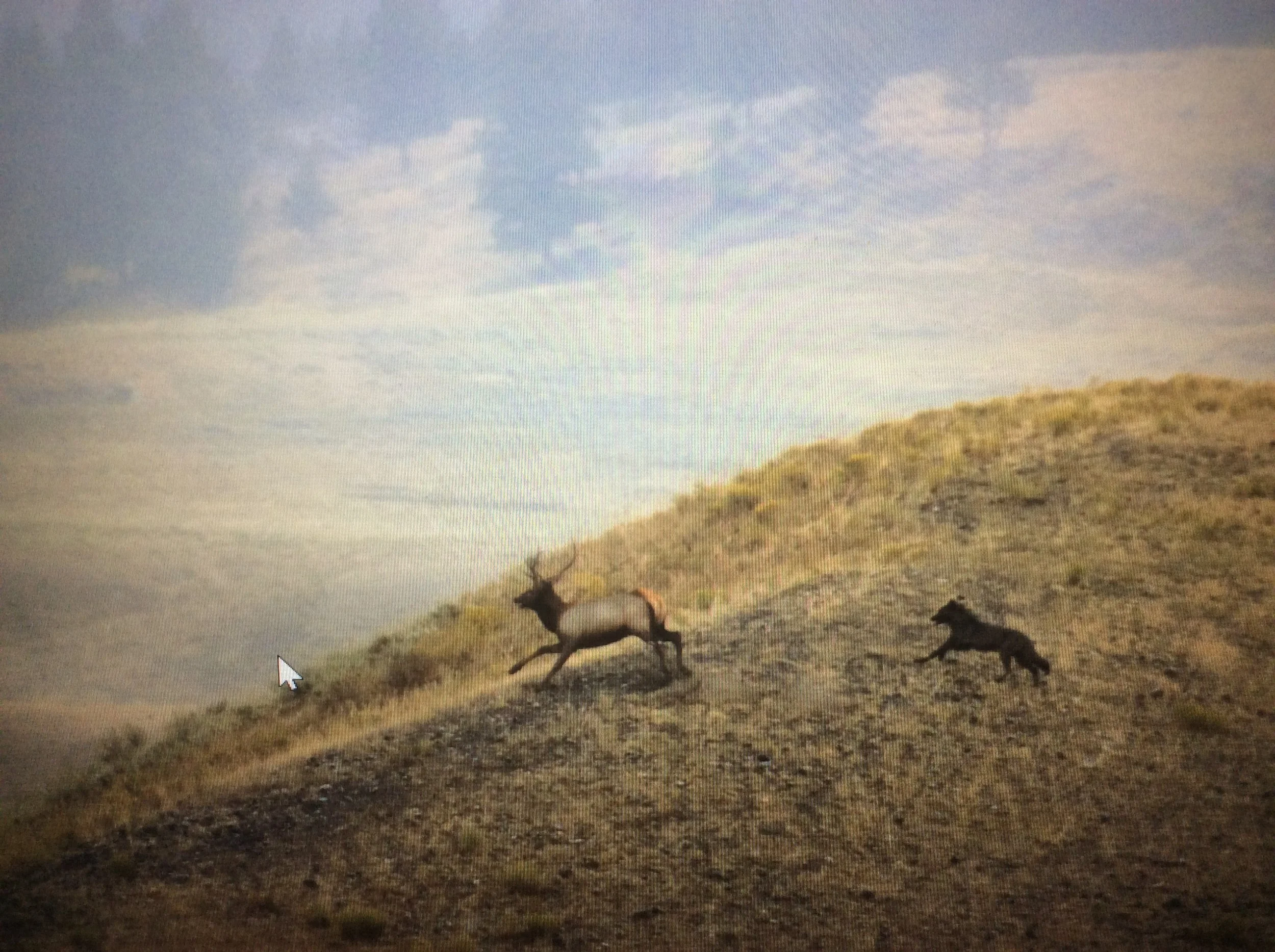 Wolf chasing an elk