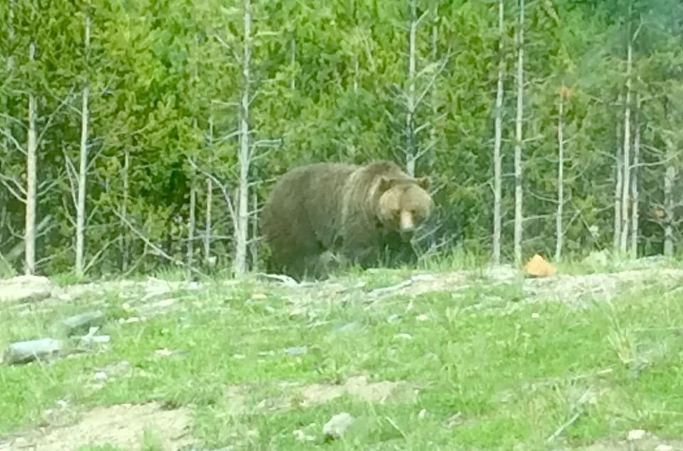 Grizzly bear at Yellowstone